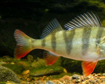 Какие виды речных рыб водятся в пресноводных водоёмах Полосатая речная рыба