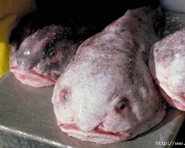 Самые страшные рыбы в мире пойманные человеком (22 фото) Причины и виды мутаций у рыб